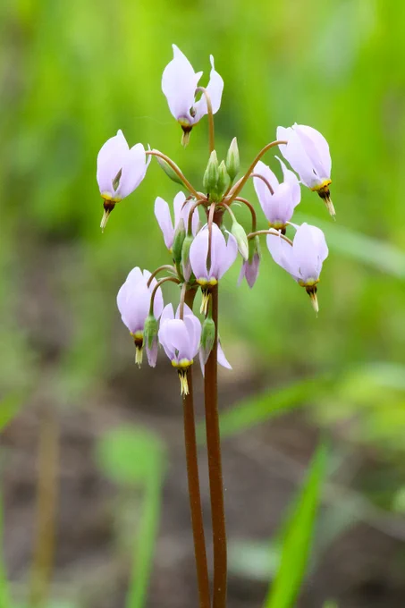 A stalk rises up from the ground with several bundles of purple flowers sprouting from the top. 