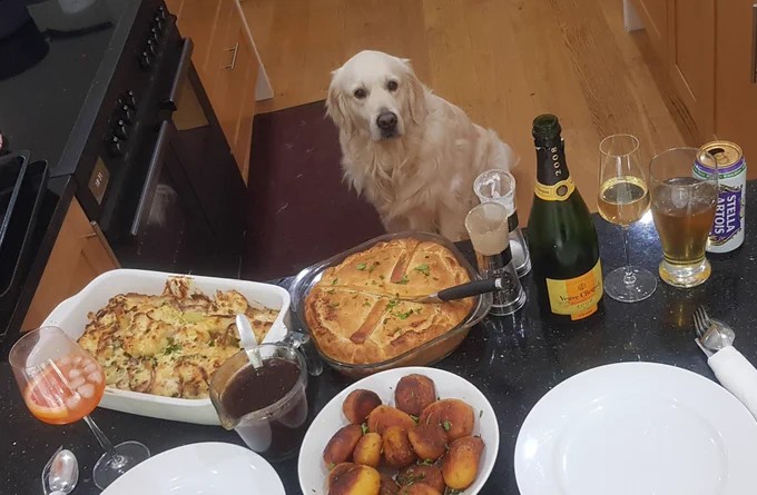Ralph the golden retriever looking up at the kitchen bench with all the food 