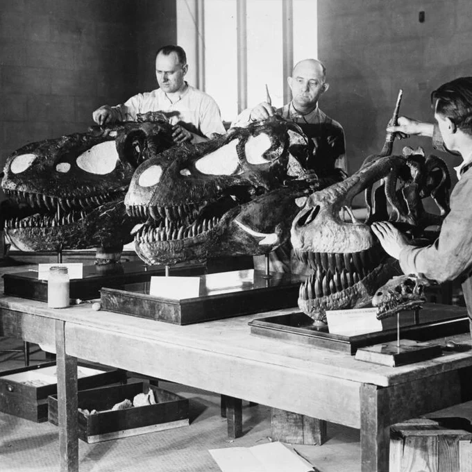 An archival black and white photo of Museum preparators working on three Tyrannosaur skulls. They are positioned in a row on a large table. 