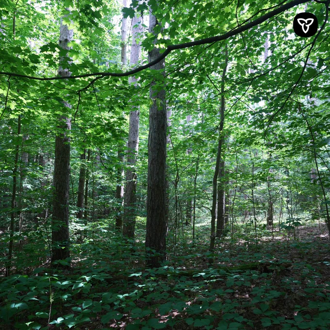 Image of sunlit woods.