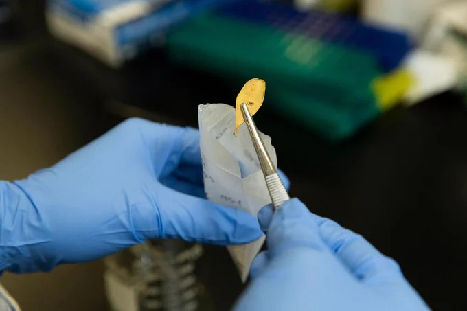 Close-up of blue-gloved hands holding tweezers and placing a small, thin, yellowish sample into a folded paper packet in a lab setting with blurred equipment in the background.