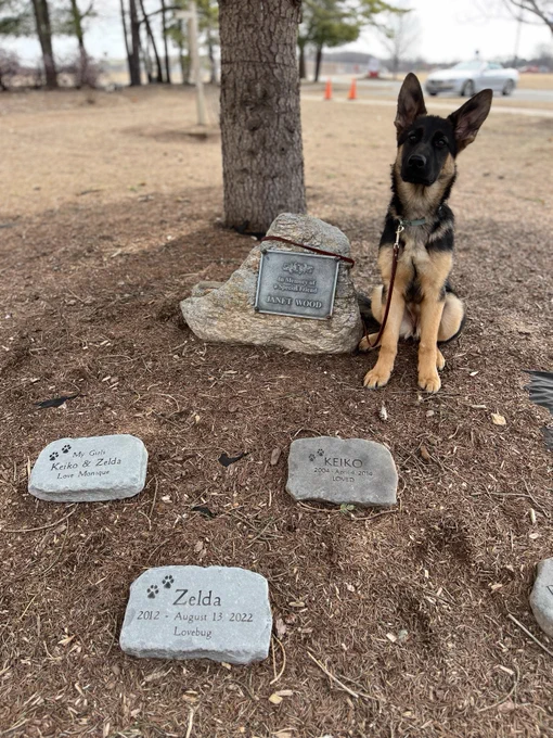 "Yaz" sitting next to garden stones.