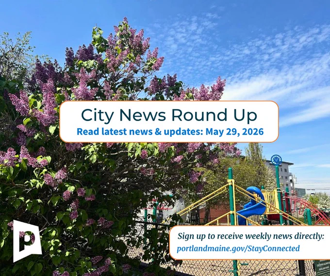Lilac bush in bloom beside a colorful playground under a clear blue sky, with Portland, Maine City News Round Up text overlay.