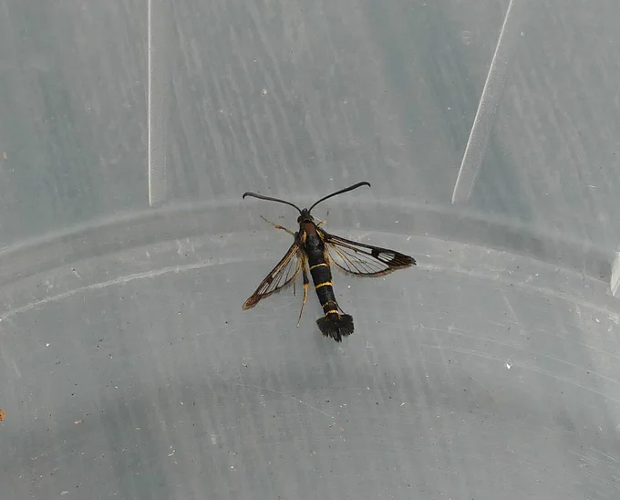 Currant Clearwing. One of three to garden lure.