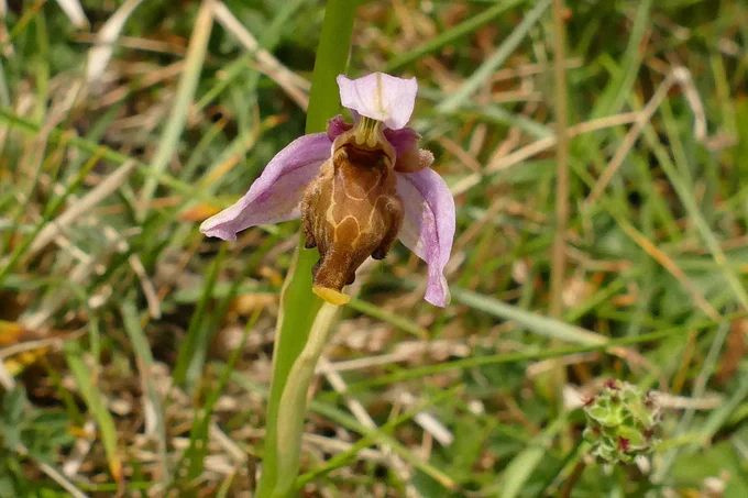 Late Spider Orchid. East Kent.