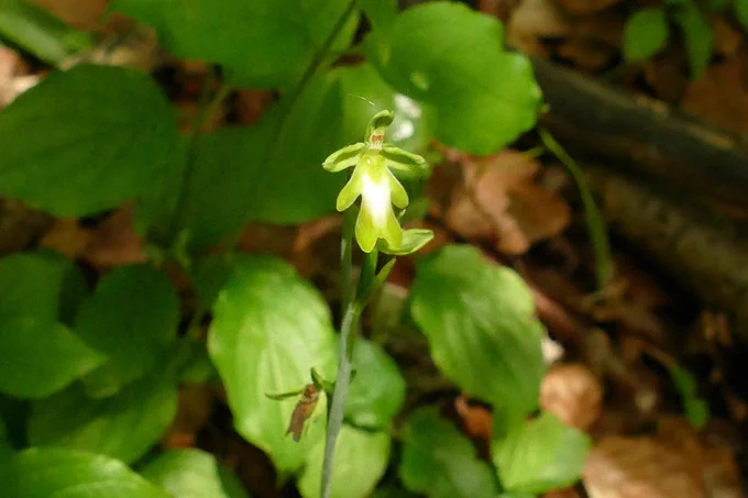 (Green) Fly Orchid still in decent condition. East Kent.