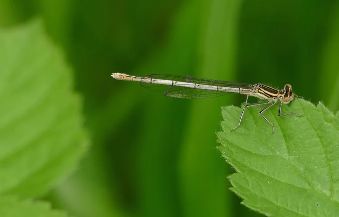 White Legged Damselfly, one of four in Orlestone Forest (Kent).