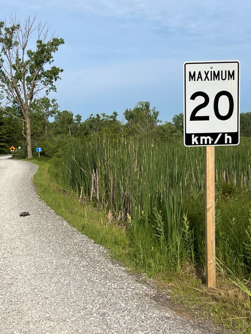 A "Maximum 20km/h" speed sign on the side of the road. There are marsh plants, a tree, and a turtle in the background. 
