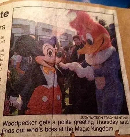 Clipping from a 1987 Orlando Sentinel newspaper captioned “Woodpecker gets a polite greeting Thursday and finds out who’s boss at the Magic Kingdom”.