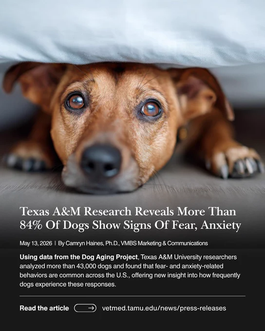 A small brown dog peeks out from under a white blanket, its eyes wide and looking directly at the camera with text about the Texas A&M Research Reveals More Than 84% Of Dogs Show Signs Of Fear, Anxiety article: Using data from the Dog Aging Project, Texas A&M University researchers analyzed more than 43,000 dogs and found that fear- and anxiety-related behaviors are common across the U.S., offering new insight into how frequently dogs experience these responses. Read the article: vetmed.tamu.edu/news/press-releases