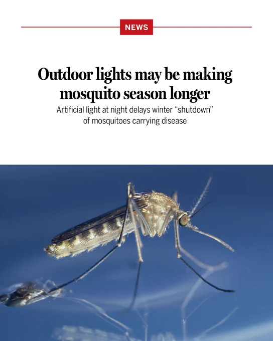 Outdoor lights may be making mosquito season longer
Artificial light at night delays winter “shutdown” of mosquitoes carrying disease