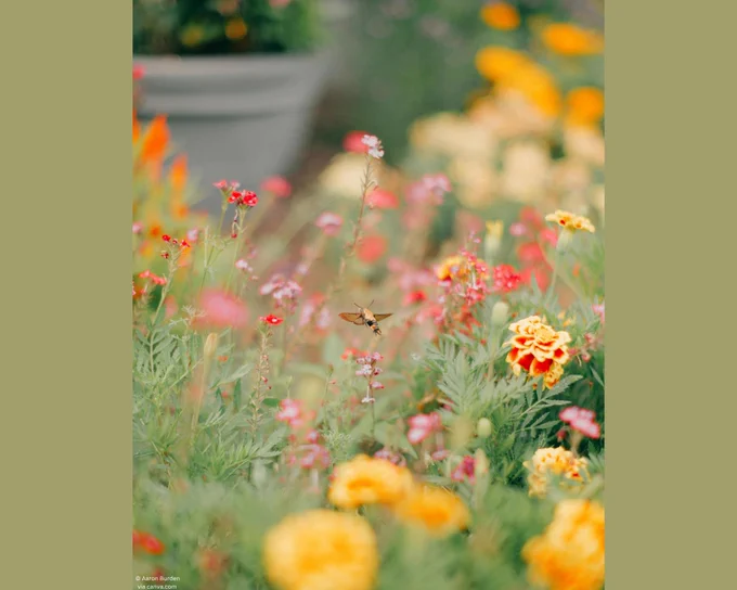A hummingbird moth flying among flowers.