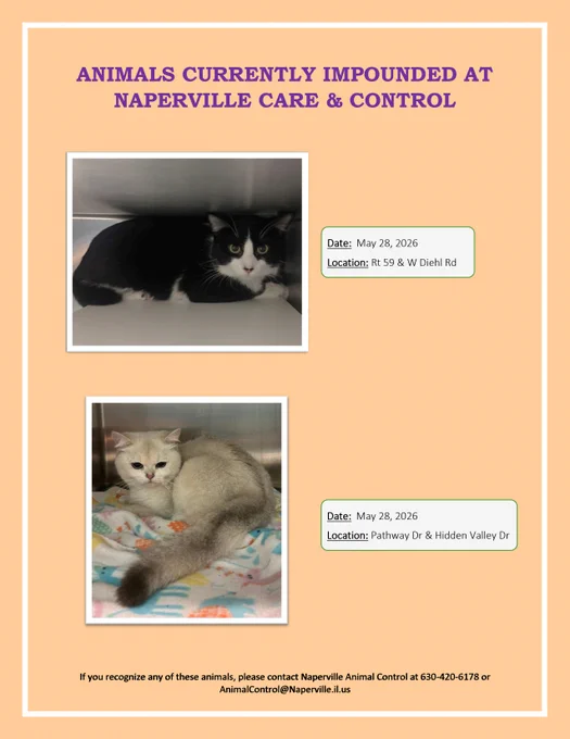 Black and white cat resting inside a cage at Naperville Care & Control, impounded on May 28, 2026, from Rt 59 & W Diehl Rd, and a gray cat resting inside a cage at Naperville Care & Control, also impounded on May 28, 2026, from Pathway Dr & Hidden Valley Dr.
