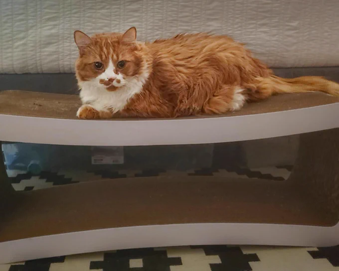 an orange and white cat is on a comically large scratcher lounge. he is a beautiful boy