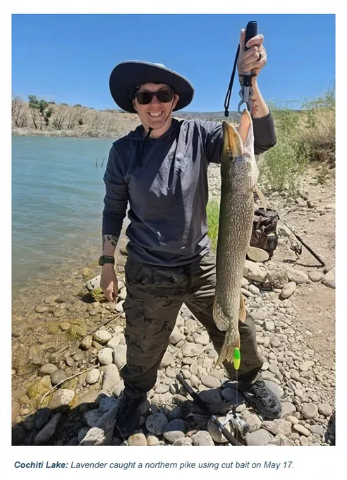 Cochiti Lake: Lavender caught a northern pike using cut bait on May 17.  Image is of Lavender standing on the lakeshore holding the fish.