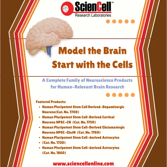 🧬 Human-Relevant Models for Smarter Brain Research

Move beyond conventional systems with stem cell–derived neuroscience products designed to better reflect human biology. Explore advanced tools for studying:

✔️ Dopamine signaling
✔️ Cortical neuron function
✔️ Glutamatergic pathways
✔️ Neuron–astrocyte interactions

Because meaningful neuroscience starts with the right cells. 🧠

#ScienCell #Neuroscience #StemCellResearch #HumanRelevantModels #BrainResearch #DopaminergicNeurons #CellBiology #LifeScienceResearch #Neurobiology