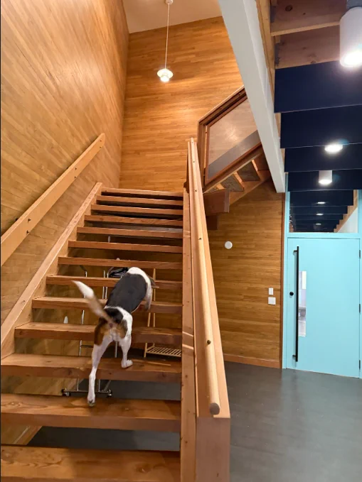 The AIWaysion company is dog-friendly. Here is the CEO's dog, Baby Sugar, going up the stairs at the office.