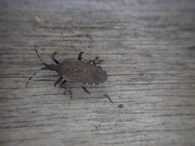Dicranocephalus medius
