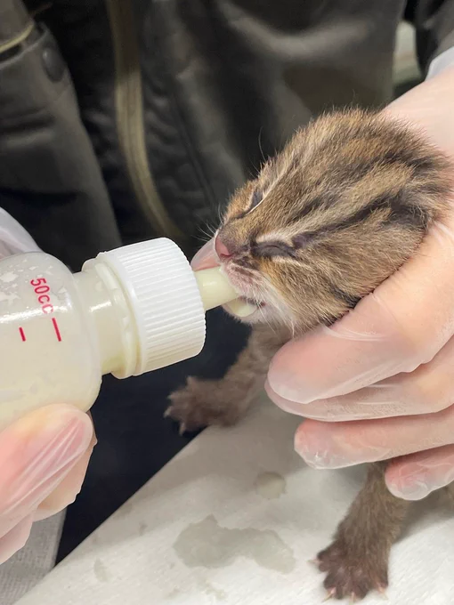 職員がアムールヤマネコの子どもに哺乳瓶でミルクを飲ませている。体にはふわふわとした茶色い毛が生えていて、額のあたりには黒い縞模様がある。まだ目は開いておらず、爪もひっこめることができない。職員は手袋を着用し、感染症予防に努めている様子がうかがえる。