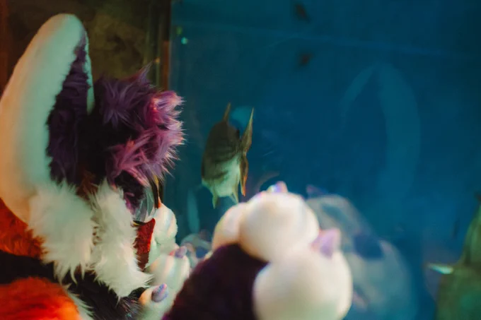 Archer the red panda fursuiter, pressed up against aquarium glass, watching a fish swim past