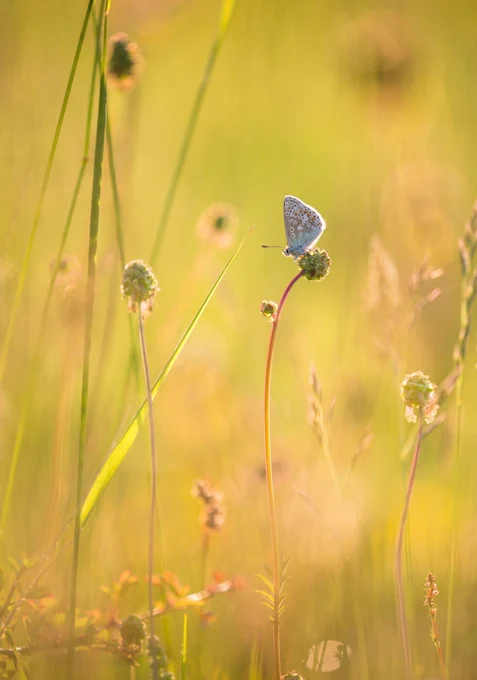 A Common Blue butterfly perched on a wildflower seedhead in a sunlit meadow, surrounded by soft-focus grasses and warm golden-green tones.