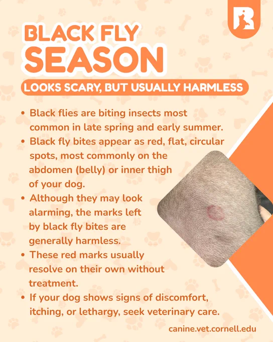 Black fly bites appear as red, flat, circular spots, most commonly on the abdomen (belly) or inner thigh of your dog. Although they may look alarming, the marks left by black fly bites are generally harmless. These red marks usually resolve on their own without treatment.