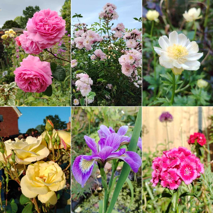 A collage of six photographs of flowers, comprising: three pink Roses with frilly rosette-like petals; clusters of pale pink Rose flowers with yellow centres; an open pale yellow flower with small rounded petals & yellow stamens; a cluster of dark pink Sweet William disk-like flowers with light pink edges; a purple Iris with lip large lipped petals with white & yellow mouths traced with black lines; three large Roses.