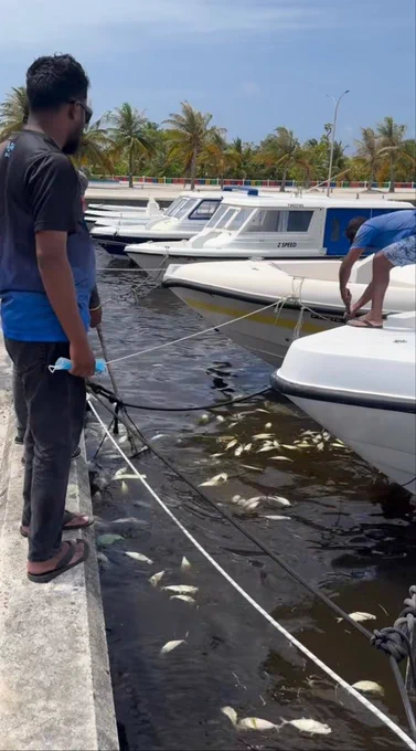 Fish dead in the harbour of Sh. Milandhoo which is has turned black in colour