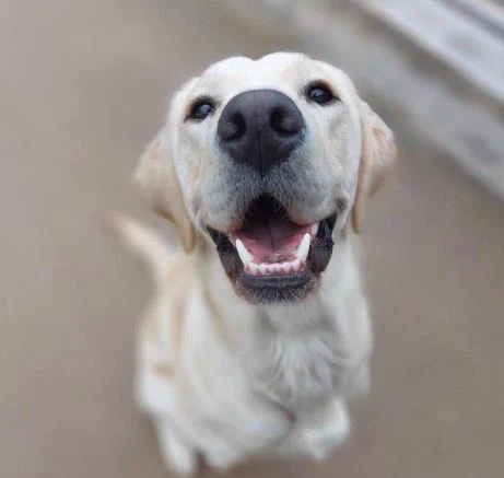 Photo shows a yellow Labrador sitting upright, smiling at the camera