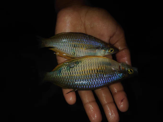 Image not from research - Sorong Rainbowfish (𝑀𝑒𝑙𝑎𝑛𝑜𝑡𝑎𝑒𝑛𝑖𝑎 𝑓𝑟𝑒𝑑𝑒𝑟𝑖𝑐𝑘𝑖). © Hakim. https://www.inaturalist.org/observations/323959456
https://creativecommons.org/licenses/by-nc/4.0/