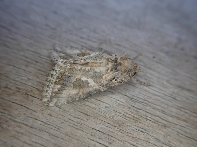 Ni Moth