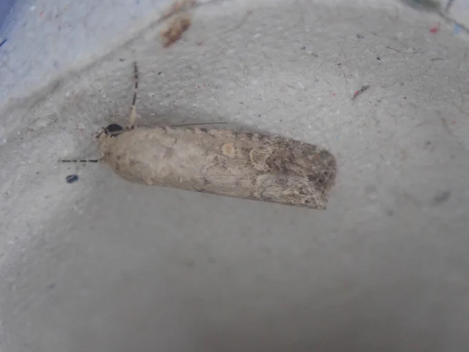 Small Mottled Willow