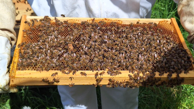 A beekeeper in protective clothing holds a frame of honeycomb covered with hundreds of bees, clustered closely together across the wax cells outdoors.
Credits: ESA - L . Day