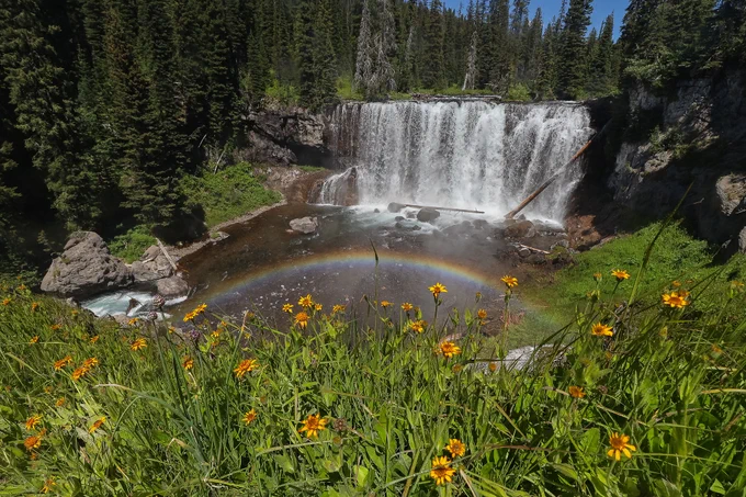A wide waterfall plunging into a wide river below. Yellow wildflowers and a small rainbow can be seen in the foreground.