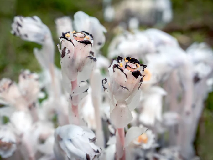 Close up of Ghost Pipe flowers in forest. Focus in center, soft background. 