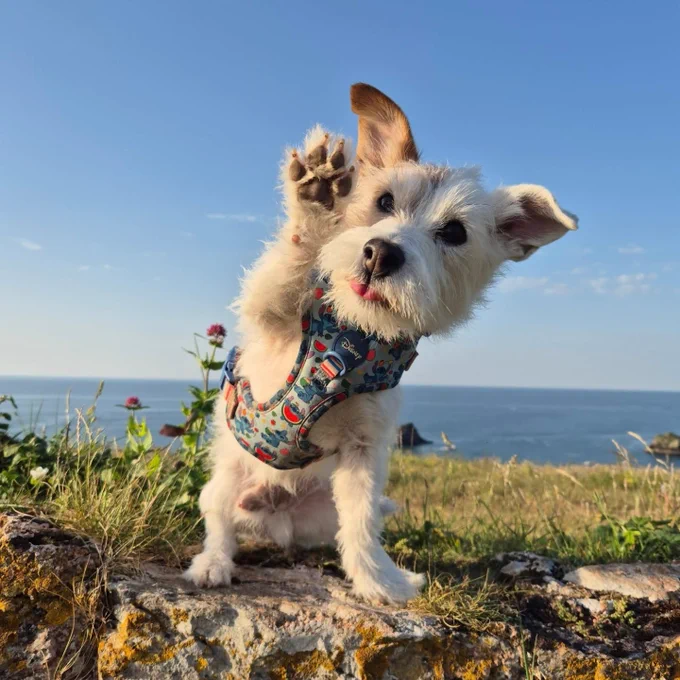 Eddie sits on a rock with the ocean in the distant background. he's wearing a Lilo and Stitch harness. he waves at you with his front right paw, his ears flopping and his tongue poking out.