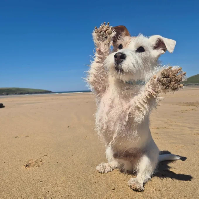 Eddie sits on a beach with both front paws in the air. all of his toe beans are covered in sand.
