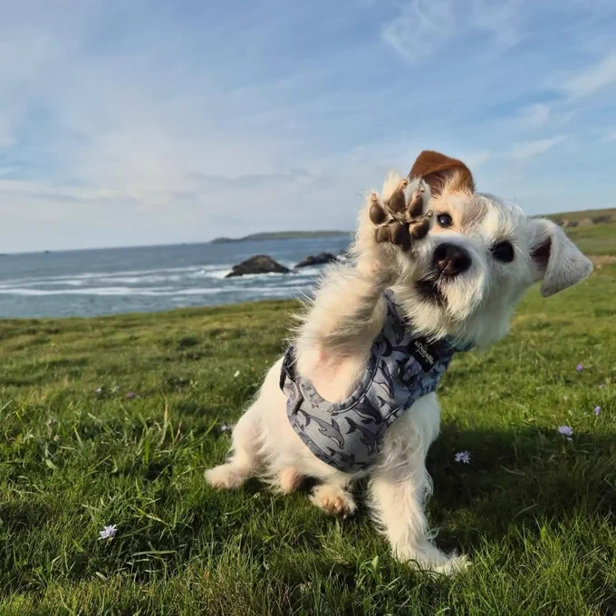 a white jack russell terrier with one tan ear and eye sits on a lush green hill with the ocean in the background. he's wearing a dolphin harness and waves at the camera with his right paw. all of his toe beans are on clear display.