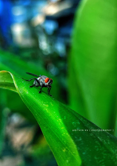 Close-up shot of a red-eyed fly sitting on a green leaf.