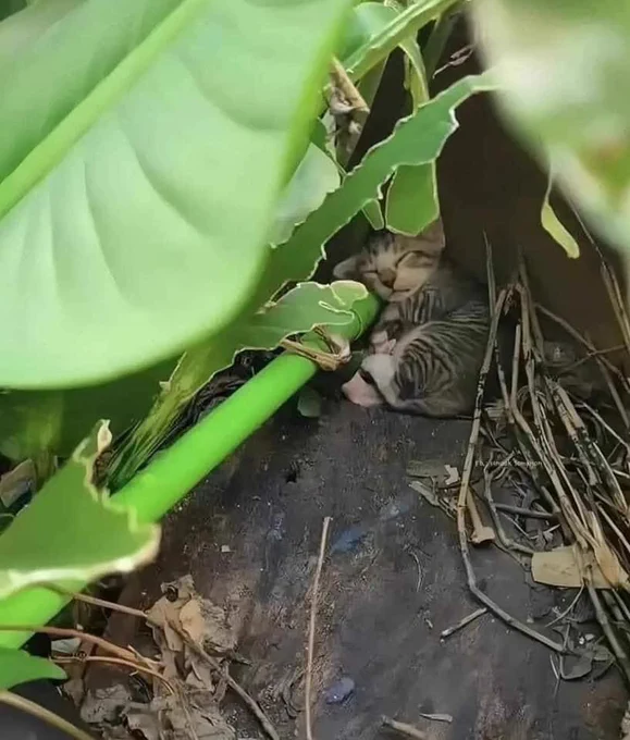 Gatinho cinza rajado e branco dormindo de ladinho tranquilo debaixo de umas plantas no jardim com a cabecinha apoiada no caule da planta como se ele fosse um travesseiro