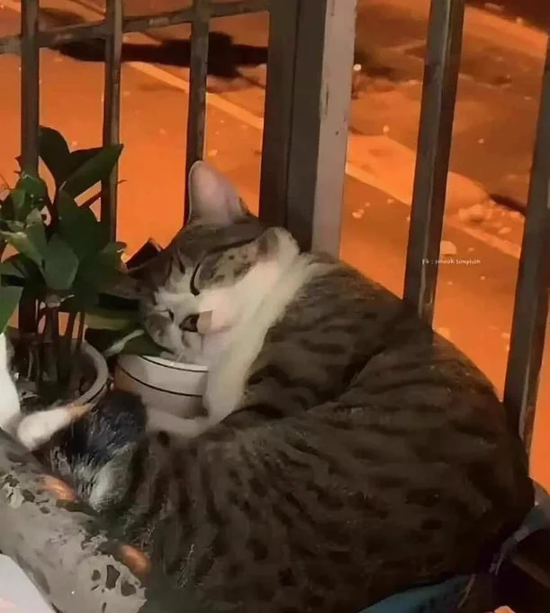 O mesmo gato agora já adulto e grande dormindo gostoso de ladinho na mesma posição na varanda de uma casa com a cabecinha apoiada num vasinho de planta ao lado de outro vaso com plantinhas