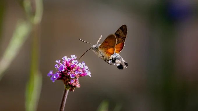 Hummingbird hawk-moth feeding on Purpletop vervain