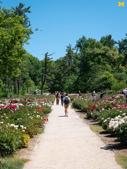People walking and looking at the peonies at the W.E. Upjohn Peony Garden.