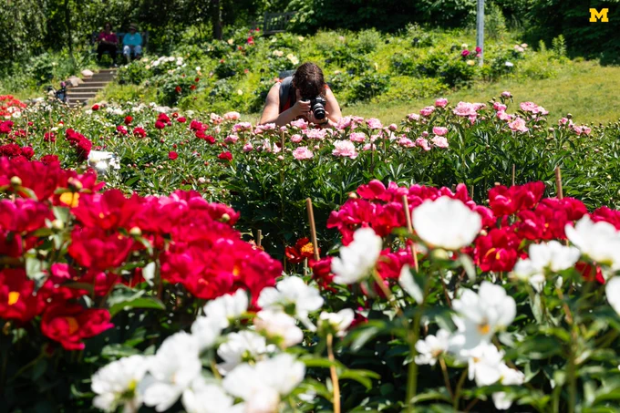 An individual taking a photo of the peonies at the W.E. Upjohn Peony Garden.
