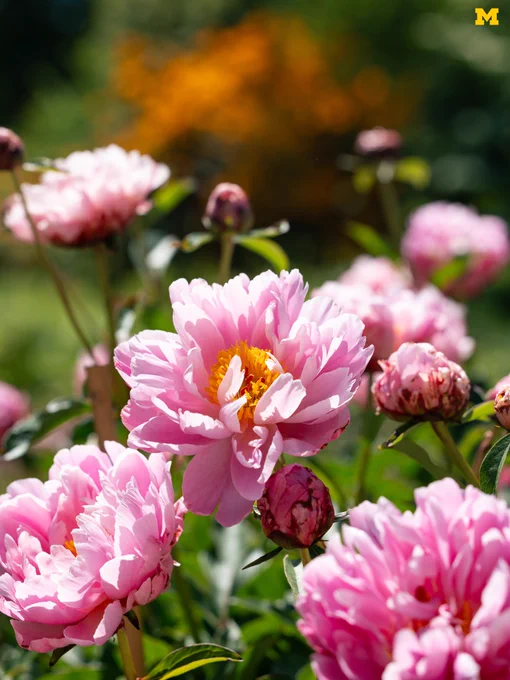A close-up of a peony at the W.E. Upjohn Peony Garden.