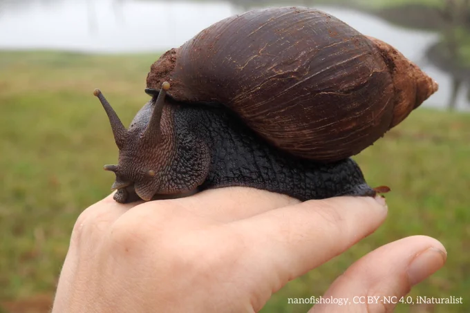 A photo of a giant land snail on a human hand. The snail composes most of the image. It is huge and dark brown in color. 
