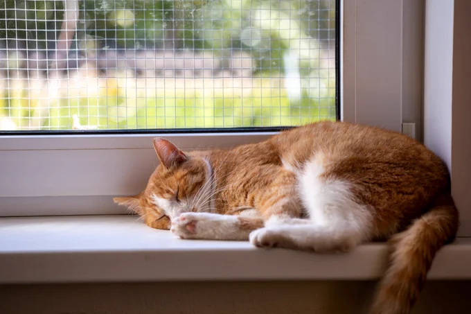 A peaceful ginger and white cat sleeps curled up on a white window sill bathed in sunlight.
