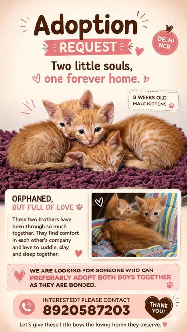 Delhi kitten adoption alert