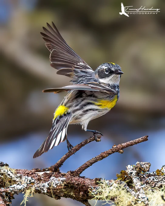 A breathtaking action portrait of a male Yellow-rumped Warbler perched on a mossy, lichen-covered branch. The bird is facing right with its wings dynamically raised vertically over its back, perfectly exposing a bright, vibrant yellow patch on its lower back and rump. It has a charcoal-grey and white streaked breast, a prominent yellow patch on its flank, a thin white broken eye-ring, and a small splash of yellow on its crown. The background is a soft, out-of-focus blend of warm brown and sky blue.