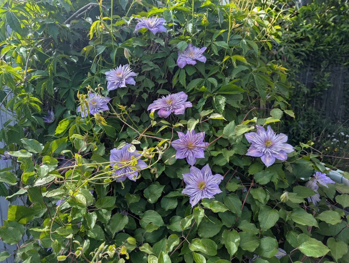 Purple clematis